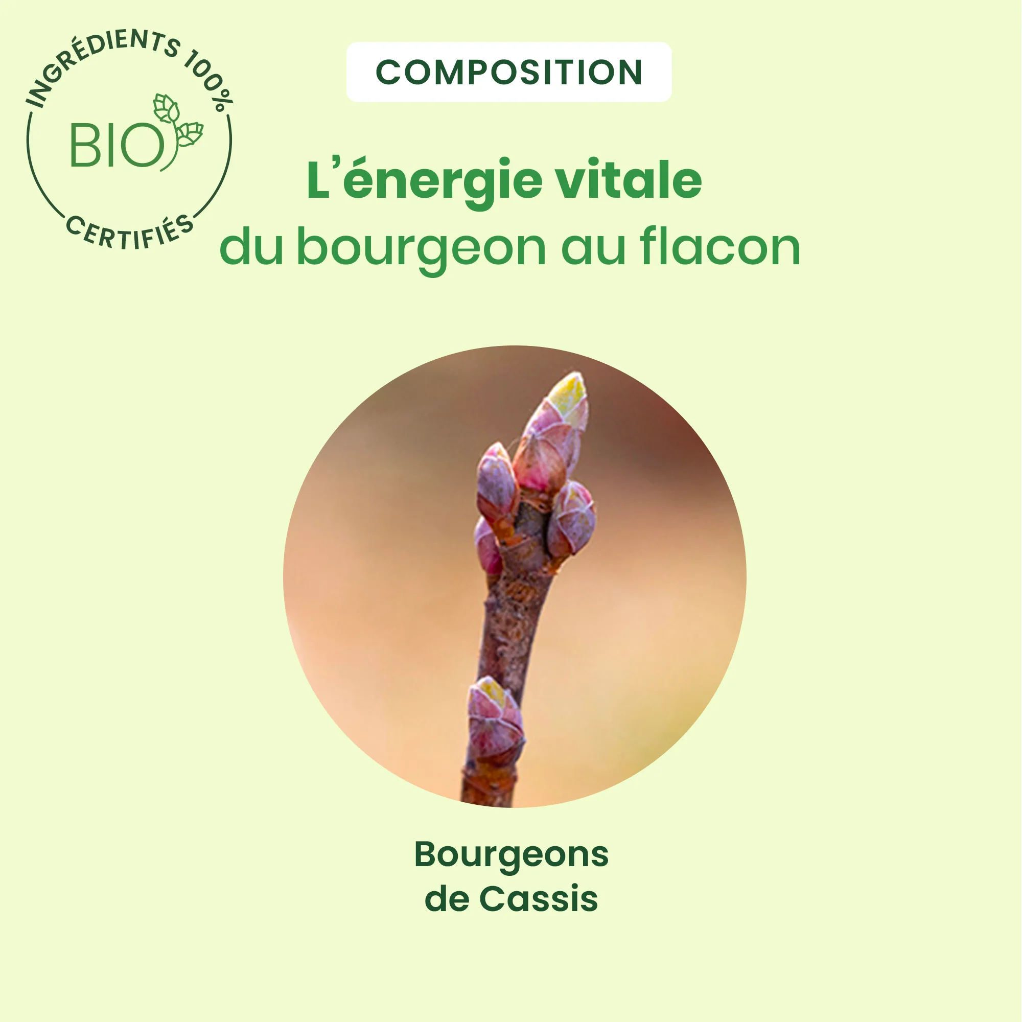 Duo pack bourgeon de Cassis 30 ML + 15 ML - Bio - Image 4