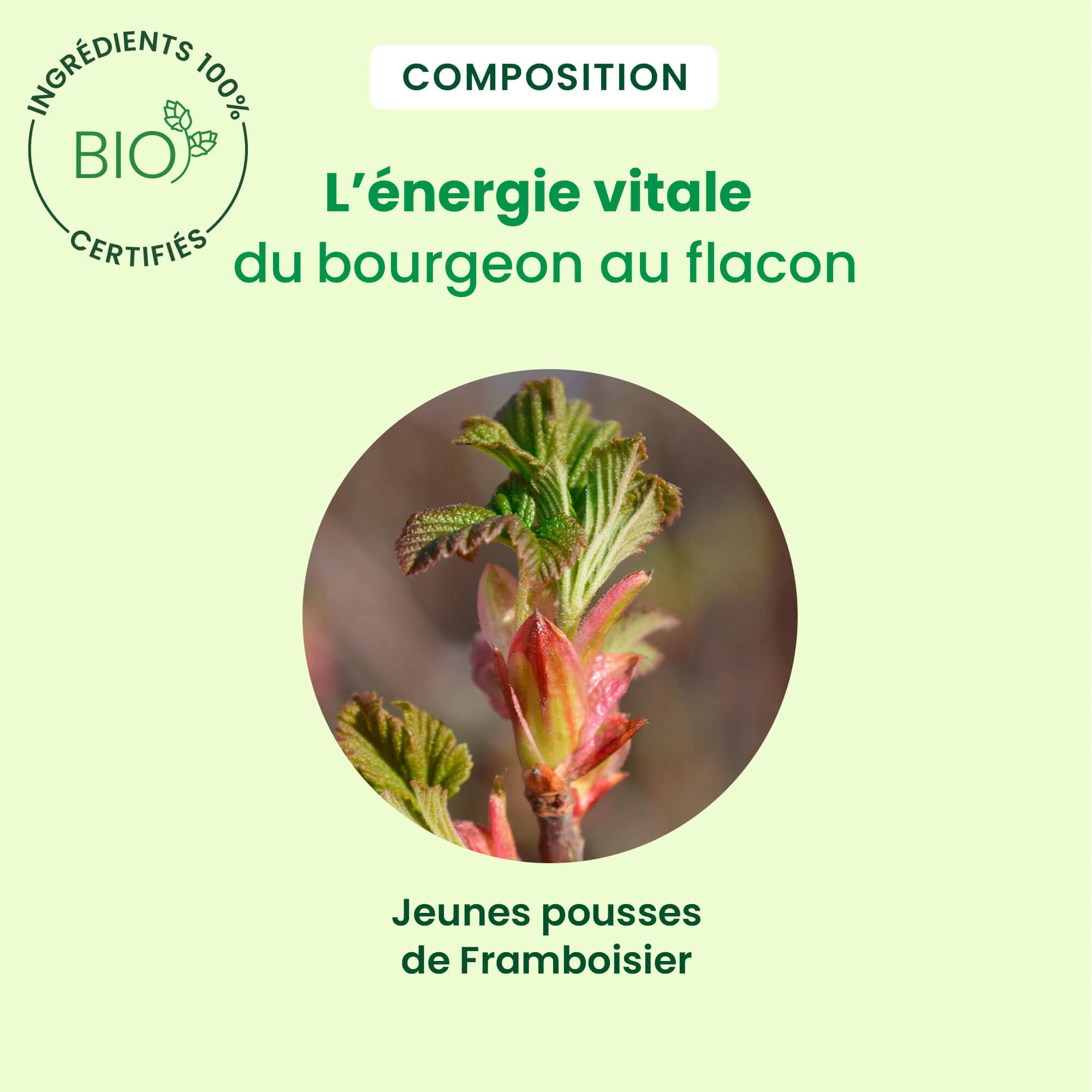 Bourgeon de framboisier - Bio - Image 5