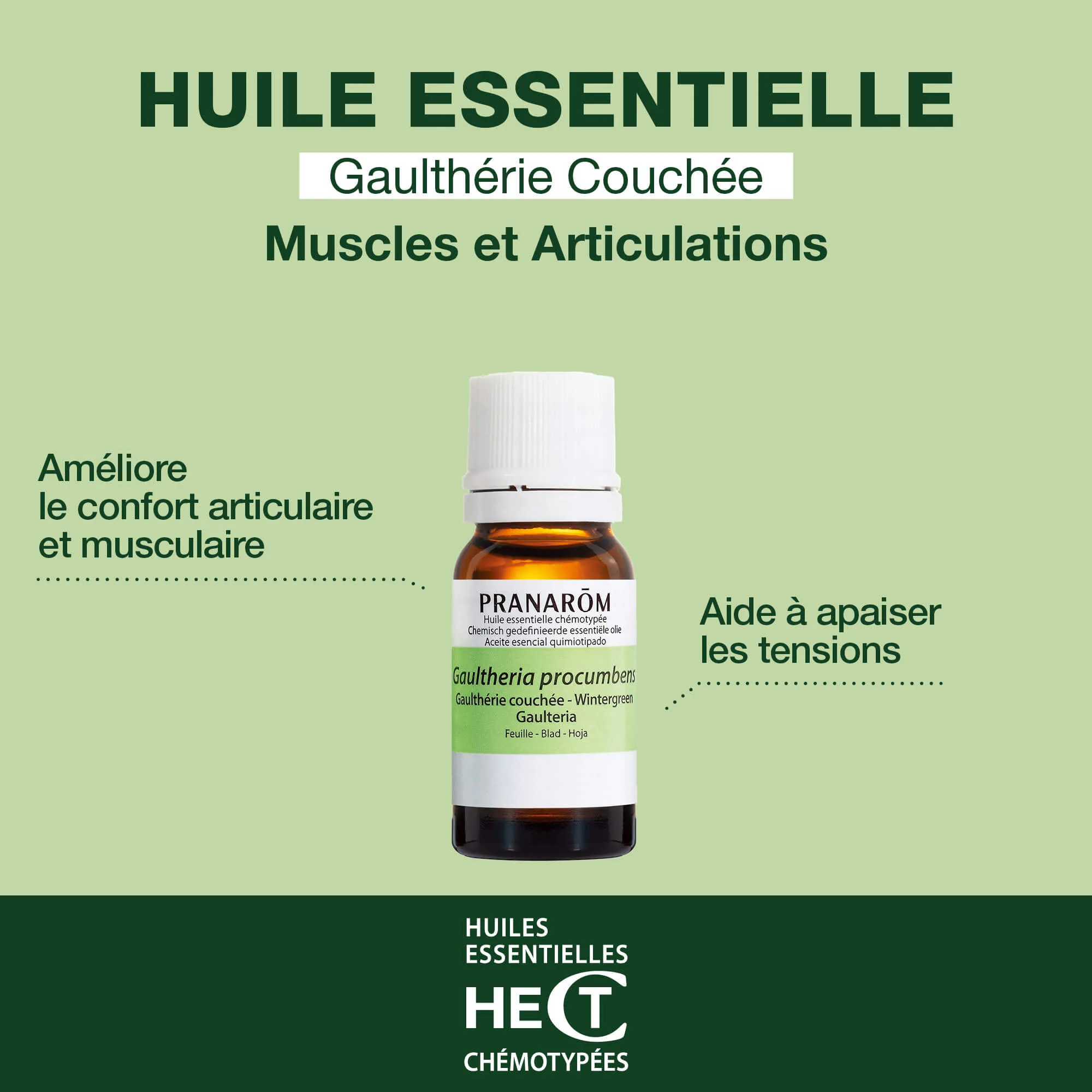 Huile Essentielle de Gaulthérie couchée - Image 2