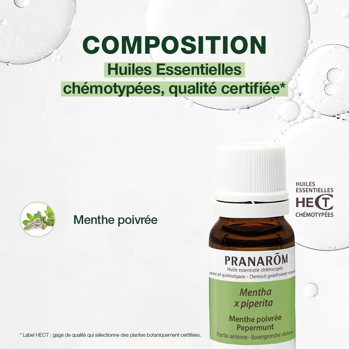 Menthe poivrée - Image 4