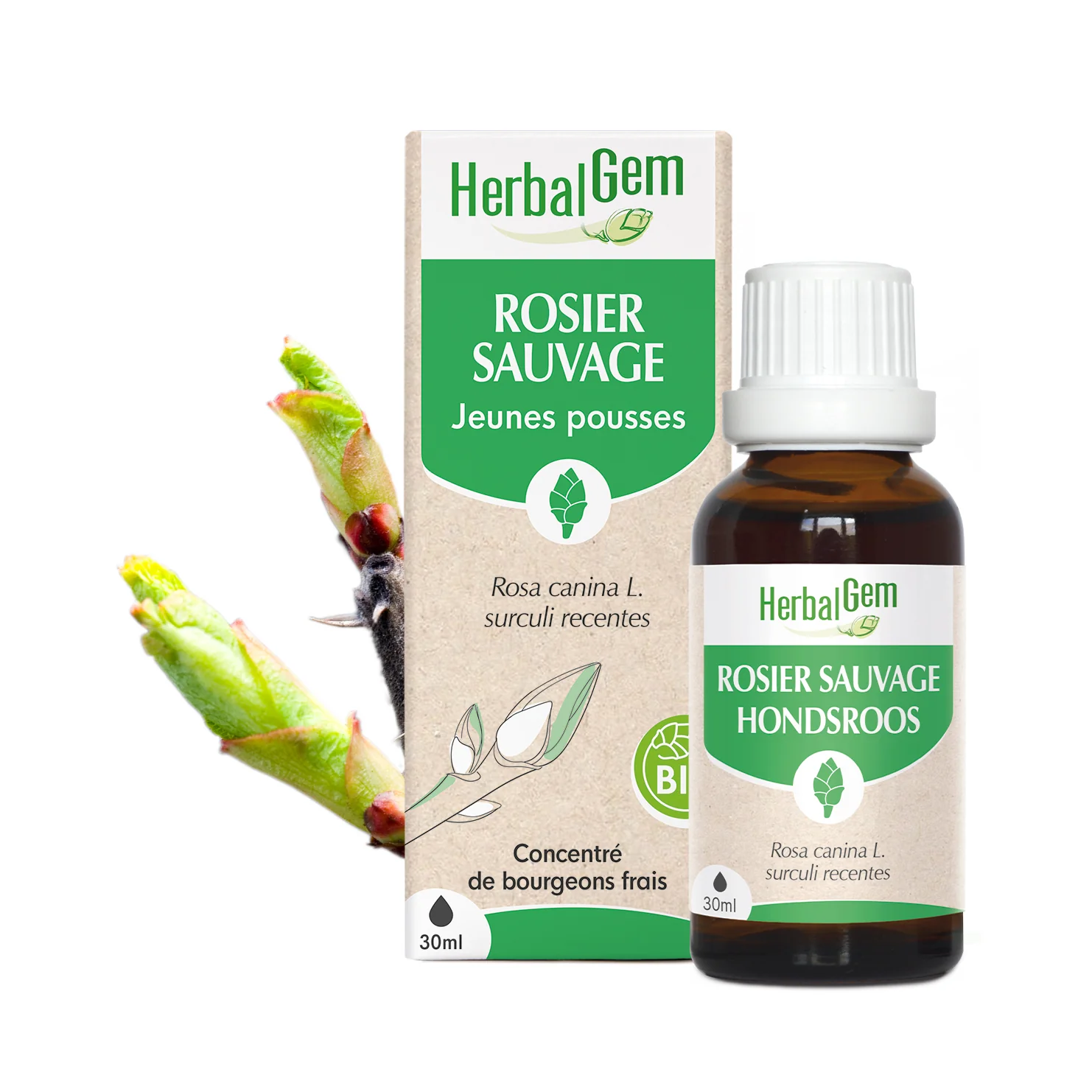 Bourgeon de Rosier sauvage - Bio